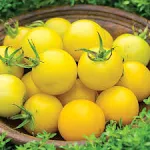 Burpee Honey Delight Hybrid Yellow Slicing Saladette Tomato 50 Seeds