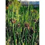 Egyptian Walking Onions Walking Onion Allium Easy to Grow 6 Bulbils