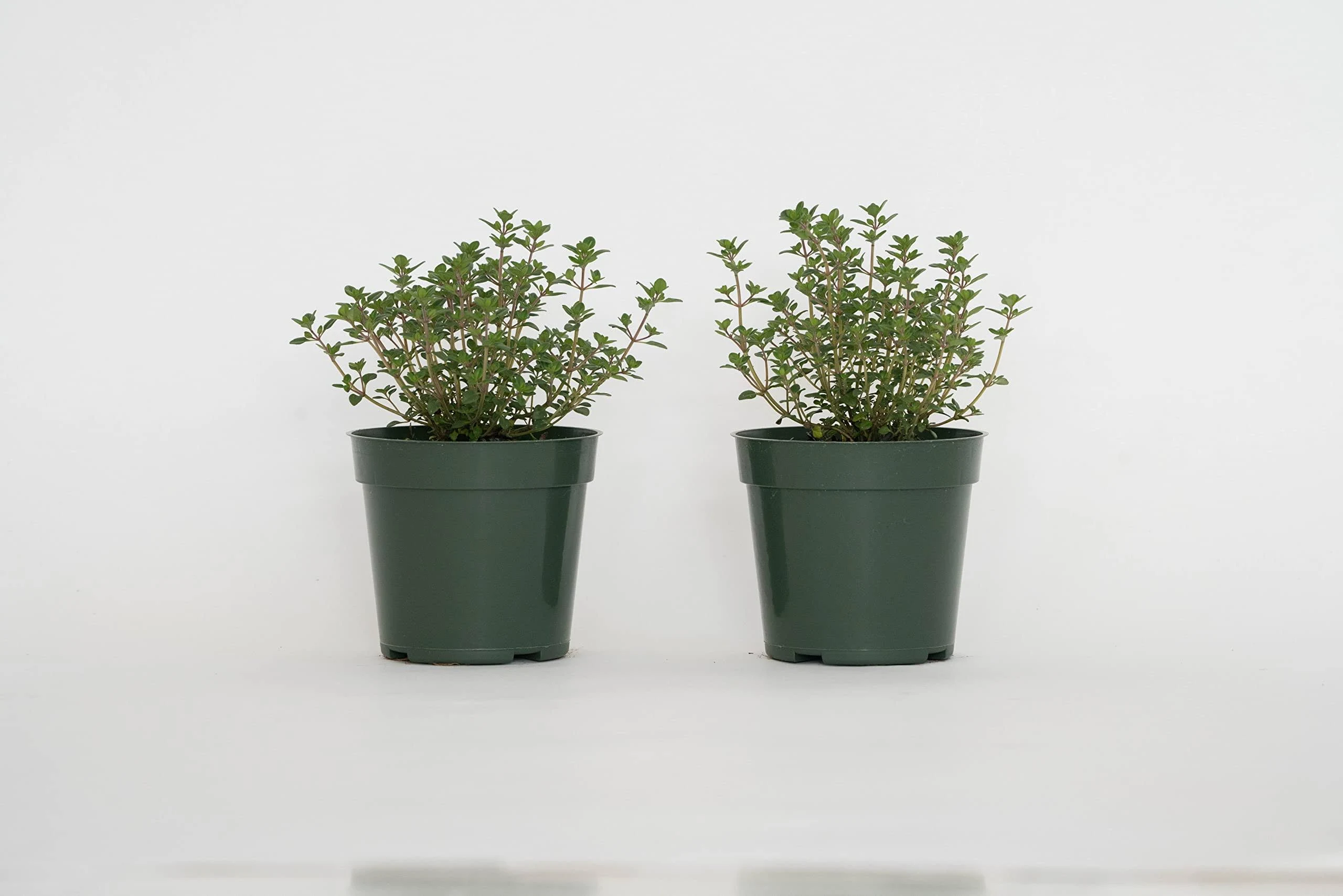 2 Lemon Thyme, Thymus Citriodorus, Thriving Inside a 4" Nursery Pot