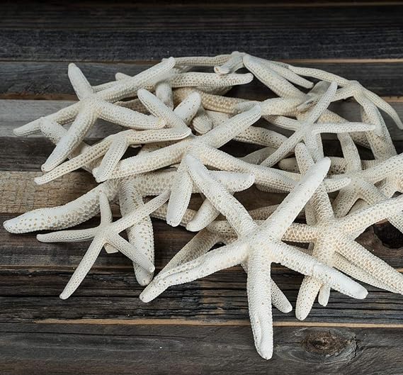 Finger Starfish | 15 Imperfect White Finger Starfish 2&#034;-5&#034; | Craft &amp; Decor