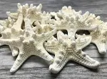 Starfish Decor Knobby Starfish 12 Knobby Starfish White 3 to 4 inch Starfish for Crafts White Starfish Wall Decor Beach Wedding Starfish