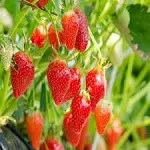 Eversweet Everbearing 25 Live Strawberry Plants  NON GMO