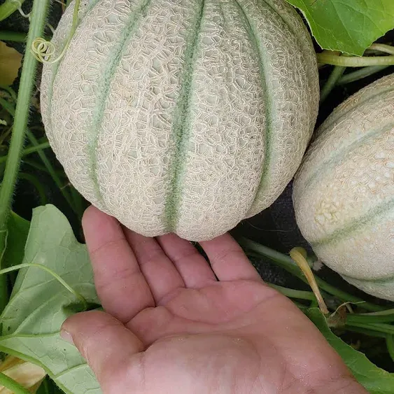 Purely Organic Hales Best Jumbo Cantaloupe Seeds - USDA Organic, Non-GMO, Open ...