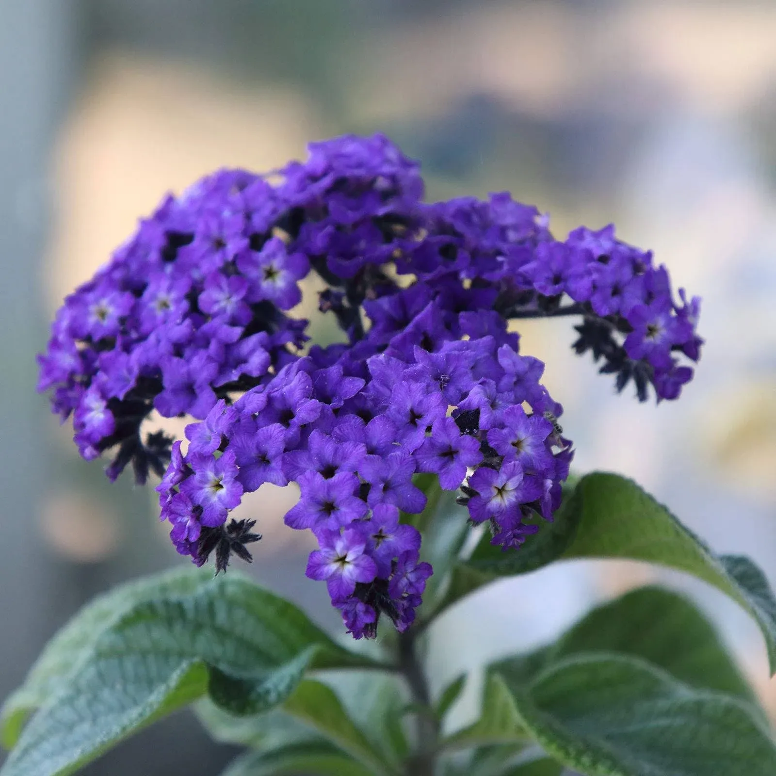 Heliotrope Flower Garden Seeds - Marine - 100 Seeds - Non-GMO, Perennial Flower ...