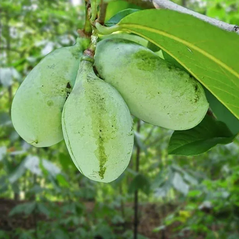 Pawpaw Plants