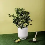 Meyer Lemon Citrus Plant No Shipping to CA, Az, TX