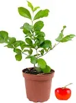 Barbados Cherry Tree - Live Plant in a 4 Inch Grower's Pot - Malpighia Emarginata - Edible Fruit Bearing Tree for The Patio and Garden