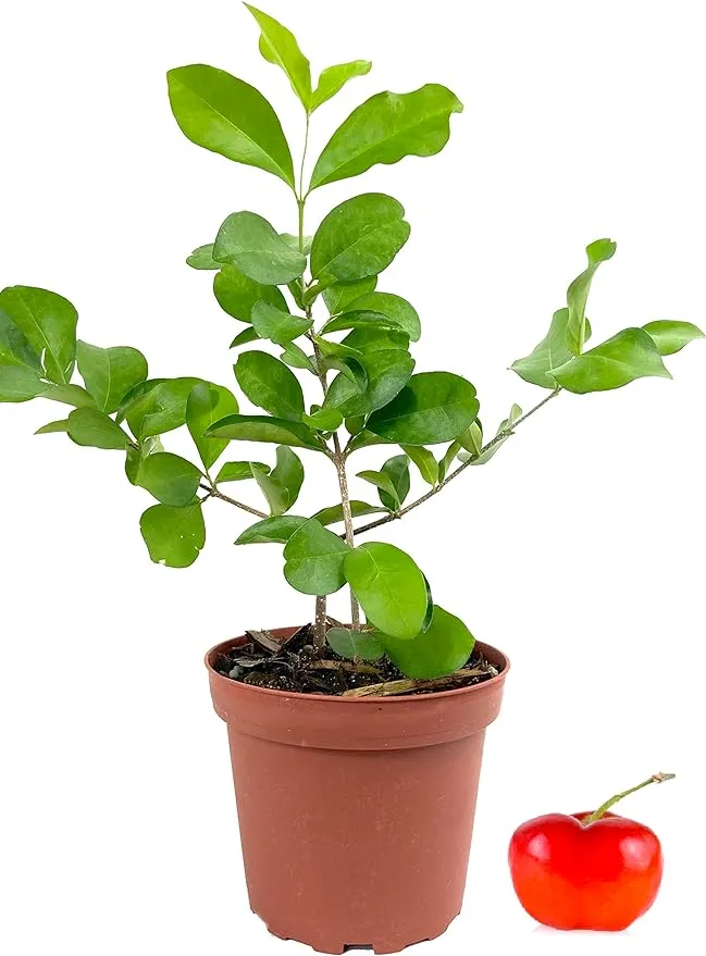 Barbados Cherry Tree - Live Plant in a 4 Inch Grower's Pot - Malpighia Emarginata - Edible Fruit Bearing Tree for The Patio and Garden