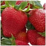 20 Honeoye Strawberry Fruit Plants - INCREDIBLY SWEET BERRY! - (20 Bare Root Plants for $18.95+6.99 shipping) Zone 3-8. Organic grown in USA.