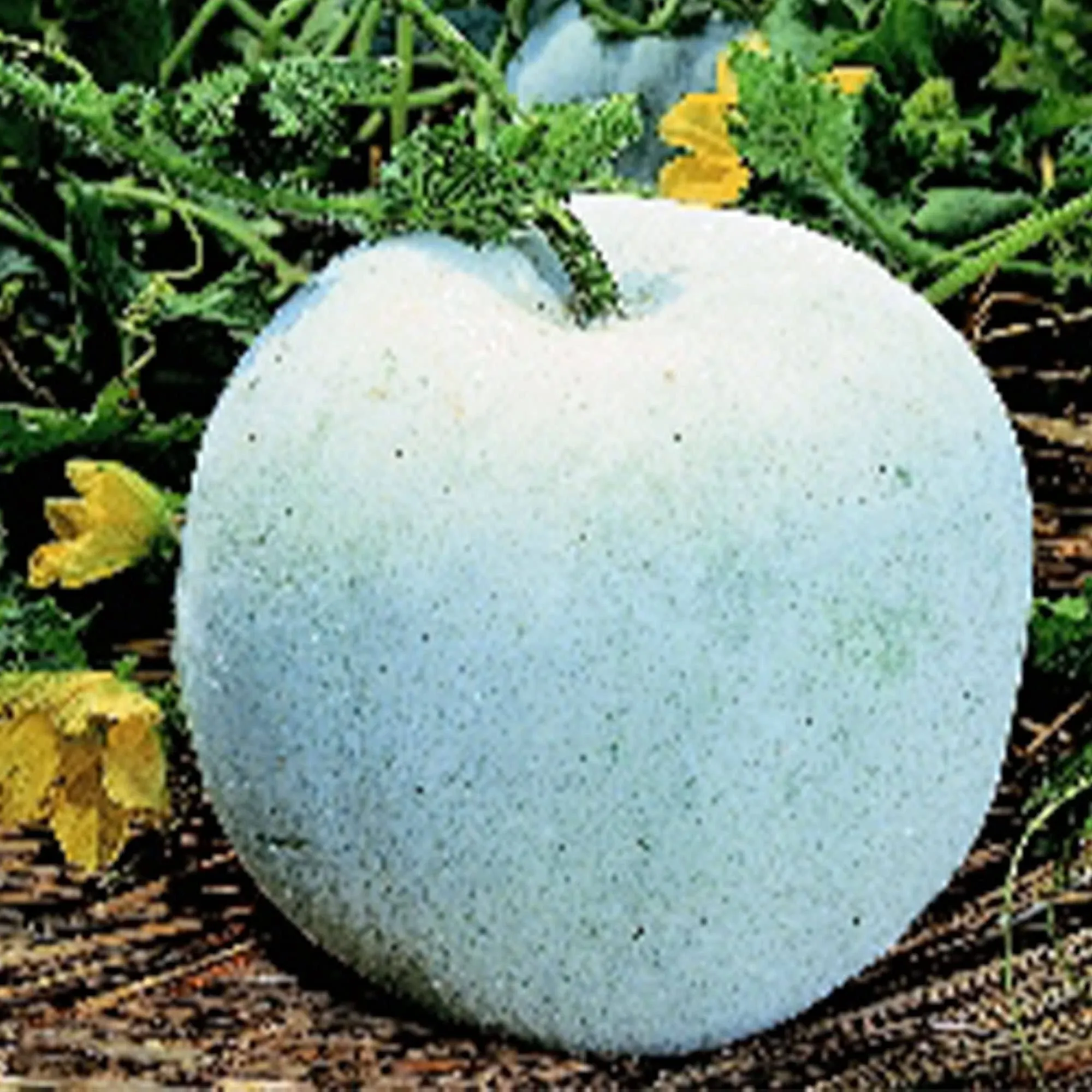 Gourd Seeds, Wax - Winter Melon Round - 3 G Packet ~36000 Seeds - Non-GMO ...