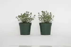 2 Lemon Thyme, Thymus Citriodorus, Thriving Inside a 4" Nursery Pot