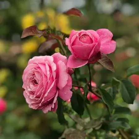 Heirloom Roses Sister Emmanuelle Hybrid Tea Rose