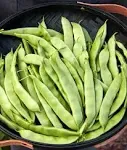 Burpee Early Italian Bush Bean Seeds 2 ounces of seed