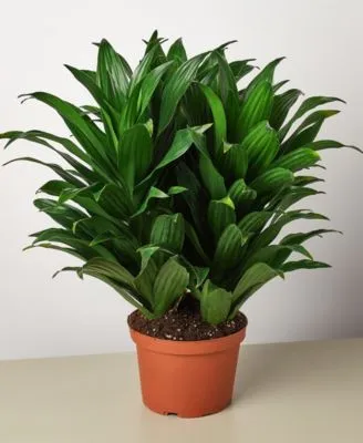 House Plant Shop Dracaena 'Janet Craig' Live Plant