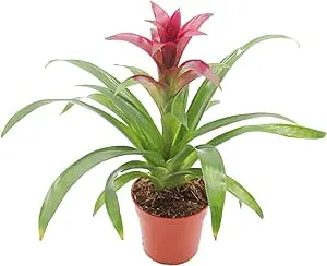 Purple Bromeliad -4'' from California Tropicals