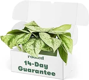 Pothos Silver Exotica Houseplant Live Plant Rare House Plants