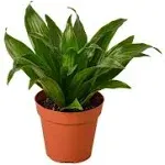 House Plant Shop | Dracaena 'Janet Craig' - 4" Pot | Live Indoor Plant | Easy to Care | Natural Décor Plant | Great Gifts| Free Care Guide