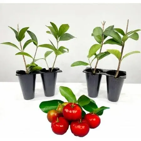 Cherry Trees. Set of 4 Starter Plants