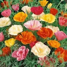 Outsidepride California Poppy Mission Bells Seeds