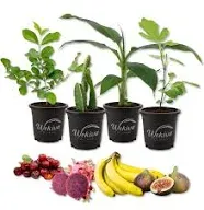 Fruit Fiesta Variety Pack 4 Live Plants in 4 Inch Pots One Each of Banana Tree, Dragon Fruit, Barbados Cherry Tree, and Fig Tree for Your Edible