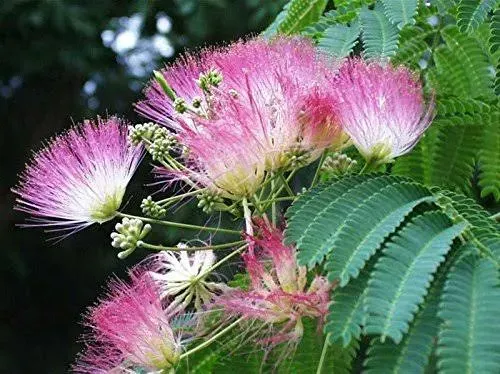 2 Silk Mimosa Tree Fragrant Pink Flowers Albizia Landscaping Starter Live Plants