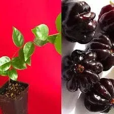 Surinam Cherry Black Eugenia Uniflora Pitanga Plant Fruit Tree Potted 3-7 inch