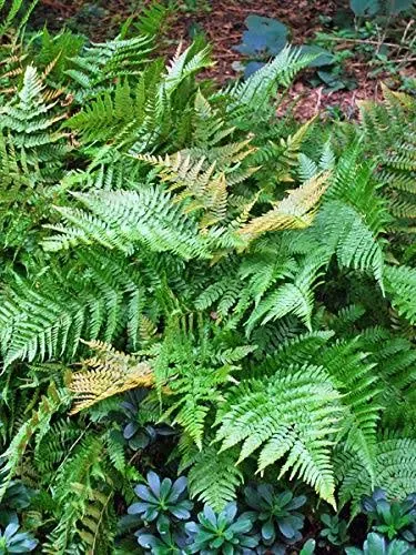 Perennial Farm Marketplace Dryopteris erythrosora ' brilliance' Autumn Hardy Fern