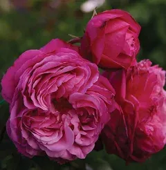 Heirloom Roses Live Fragrant Rose Plant - Sister Emmanuelle™ Pink Hybrid Tea Rose Bush for Planting Outdoors