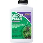 Sucker Punch Plant Growth Regulator, Ready-to-Use Brush Top, 8-oz.