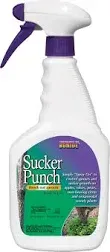 Bonide 276 8 Oz Sucker Punch Brush On Sucker &amp; Sprout Control , Growth Regulator