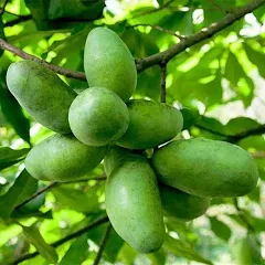 Gardens Alive! Paw Paw Fruit Tree