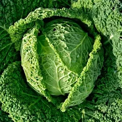 Everwilde Farms - 1 Oz Savoy Cabbage Seeds - Gold Vault