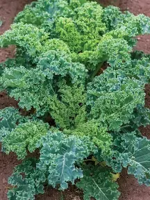 Burpee Dwarf Blue Curled Vates Kale