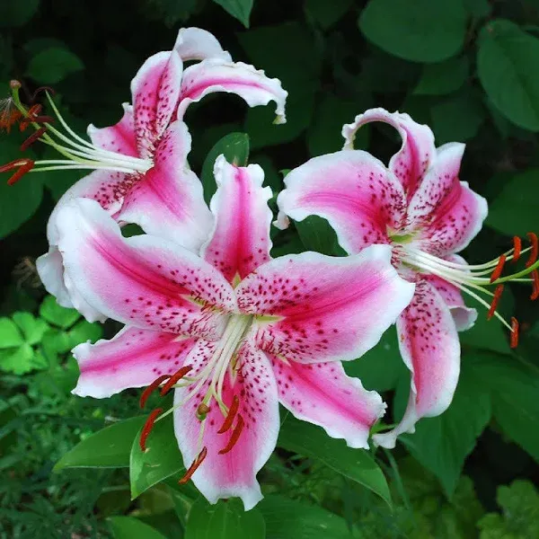 Eden Brothers Oriental Lily Bulbs Stargazer