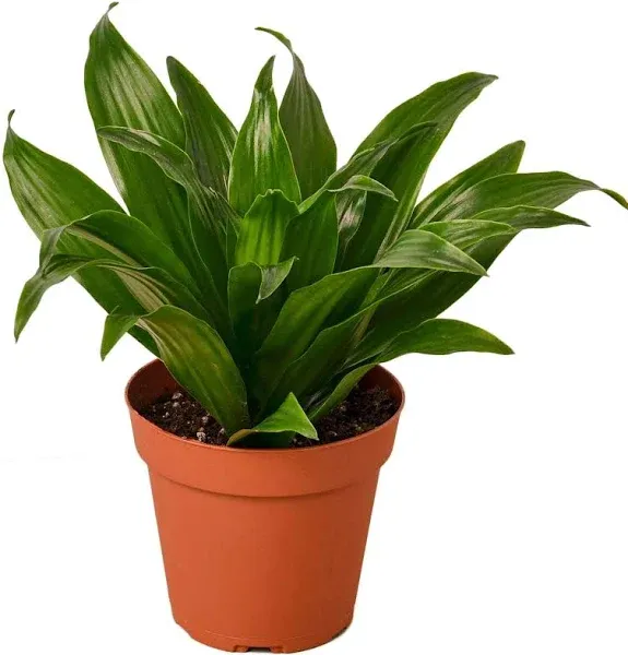 House Plant Shop Dracaena Janet Craig