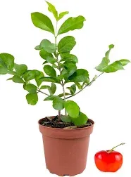 Barbados Cherry Tree - 3 Live Plants in 4 Inch Grower's Pots - Malpighia Emarginata - Edible Fruit Bearing Tree for The Patio and Garden