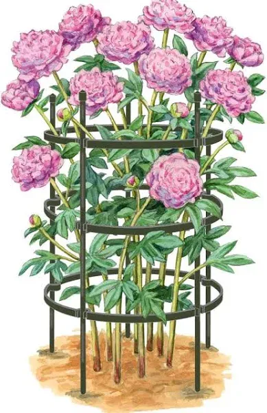 Gardener's Supply Company Titan Peony Plant Support Stakes