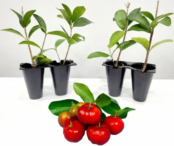 Barbados Cherry Tree (4 Pack) Live for Sale | Easy to Grow Plants | Edible Fruit Plant for Sustainable Living | Grow Your own Food on Your Edible Organic Garden| Live for Planting| 2 inch Pot