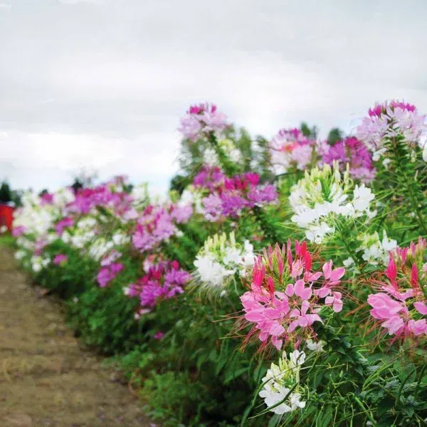 Cleome Queen Mix Seeds - UNTREATED - 50 Seeds