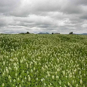 SeedRanch Crimson Clover Seed Raw - 20 Lbs.