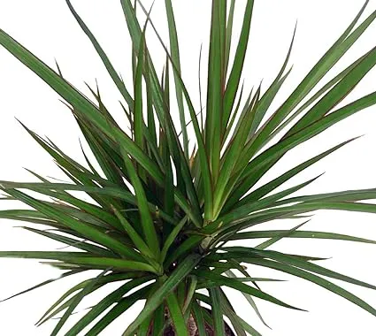 Hirts: House Plant Madagascar Dragon Tree - Dracaena Marginata - 4" Pot - Easy to ...