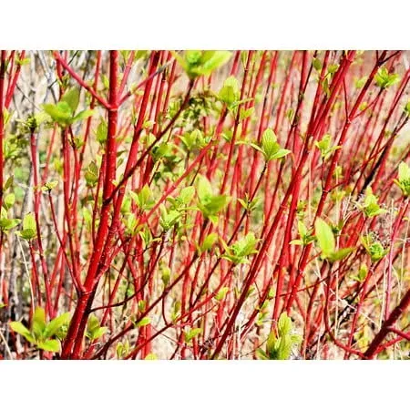 Red Dogwood Cuttings to Plant - No Roots, Easy to Grow - Grow Red Osier Dogwood Bushes (4 Cuttings)