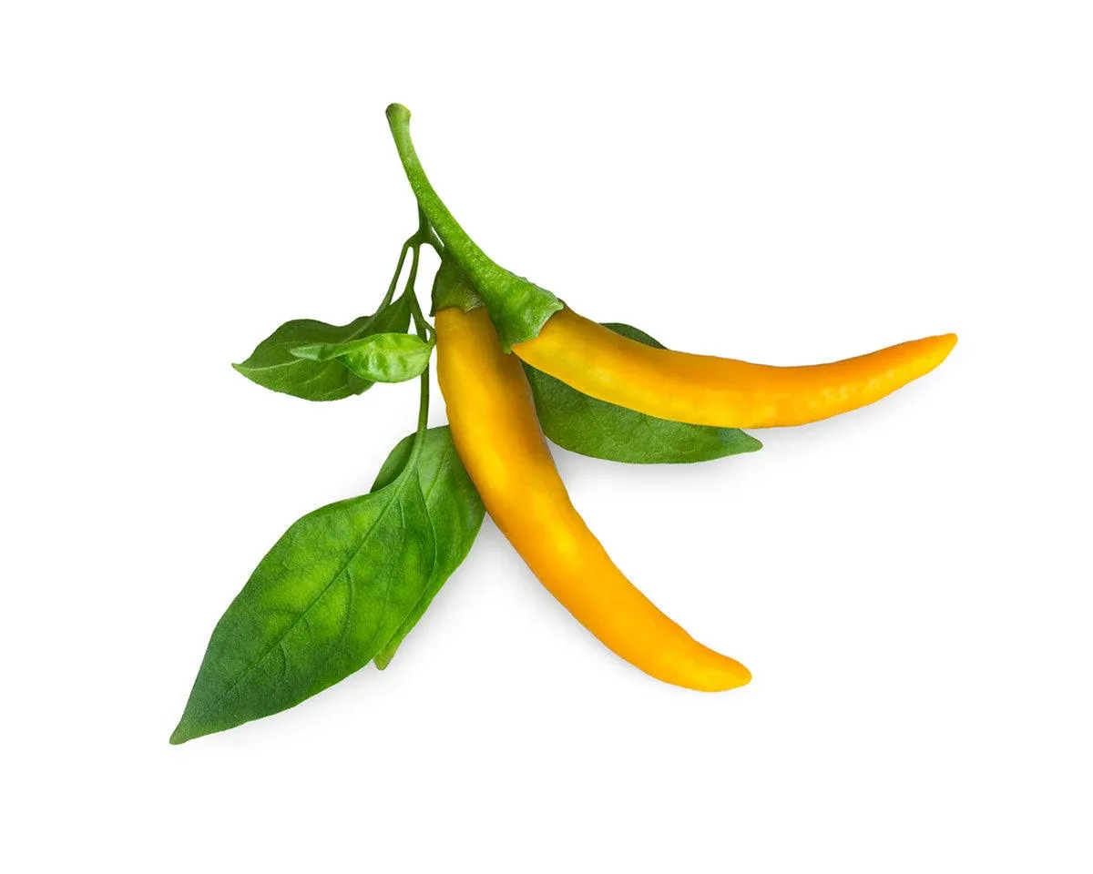 Yellow Chili Pepper Plant Pods