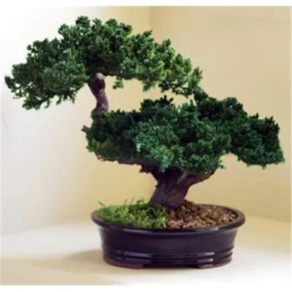 Bonsai Boy Monterey Juniper Double Trunk Preserved Bonsai Tree