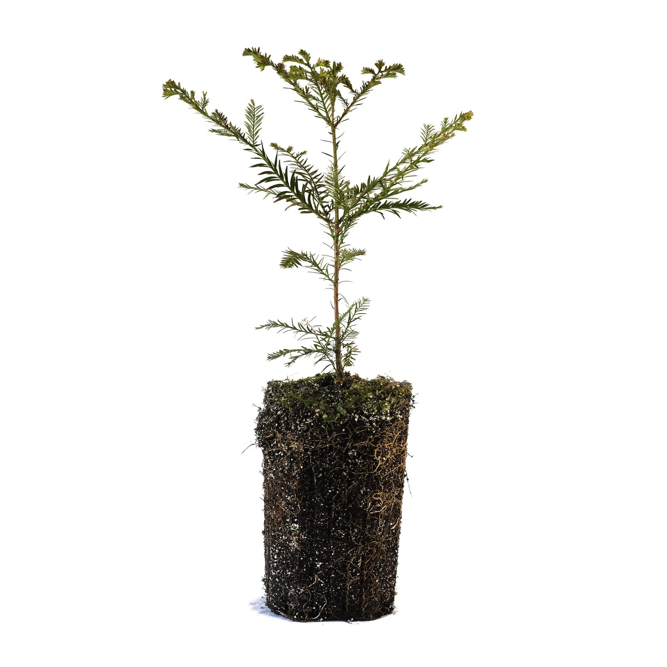 The Jonsteen Company Coast Redwood XL Tree Seedling