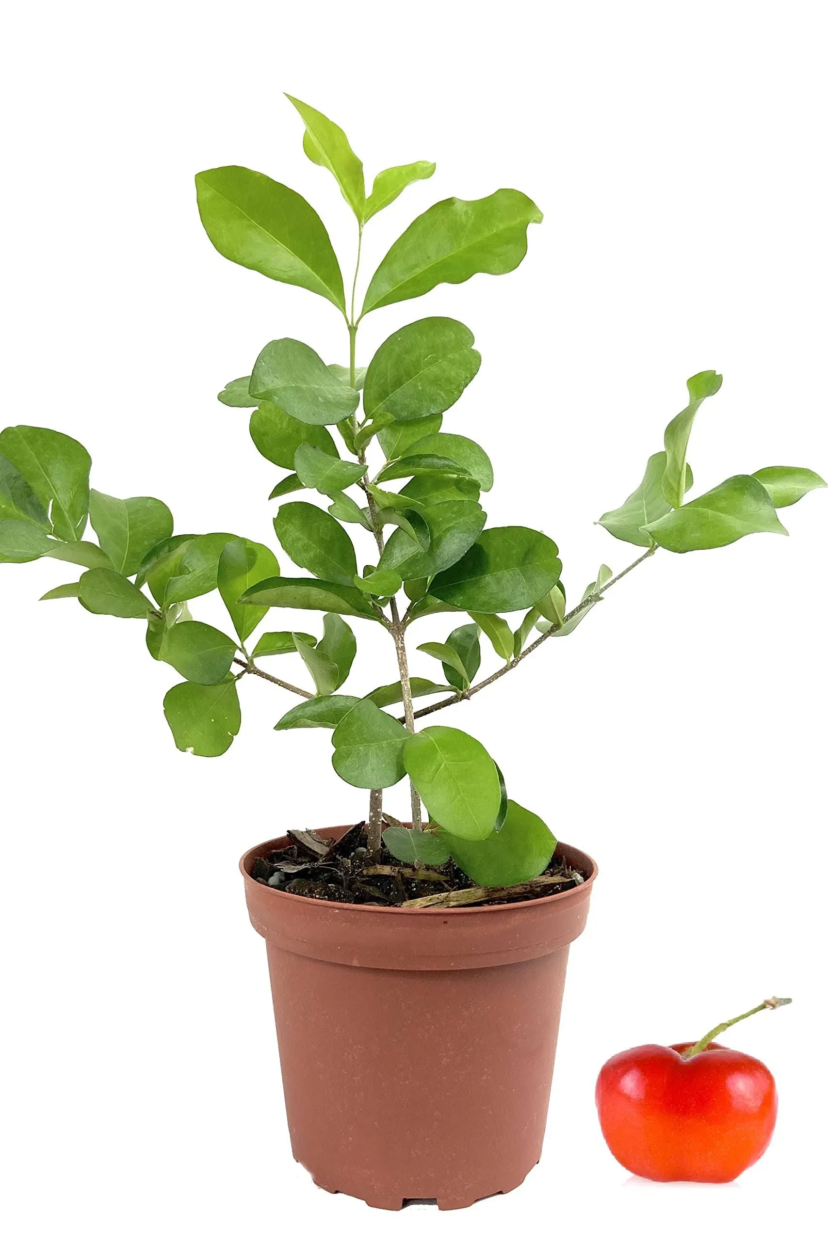 Barbados Cherry Tree - 3 Live Plants in 4 inch Grower's Pots - Malpighia ...