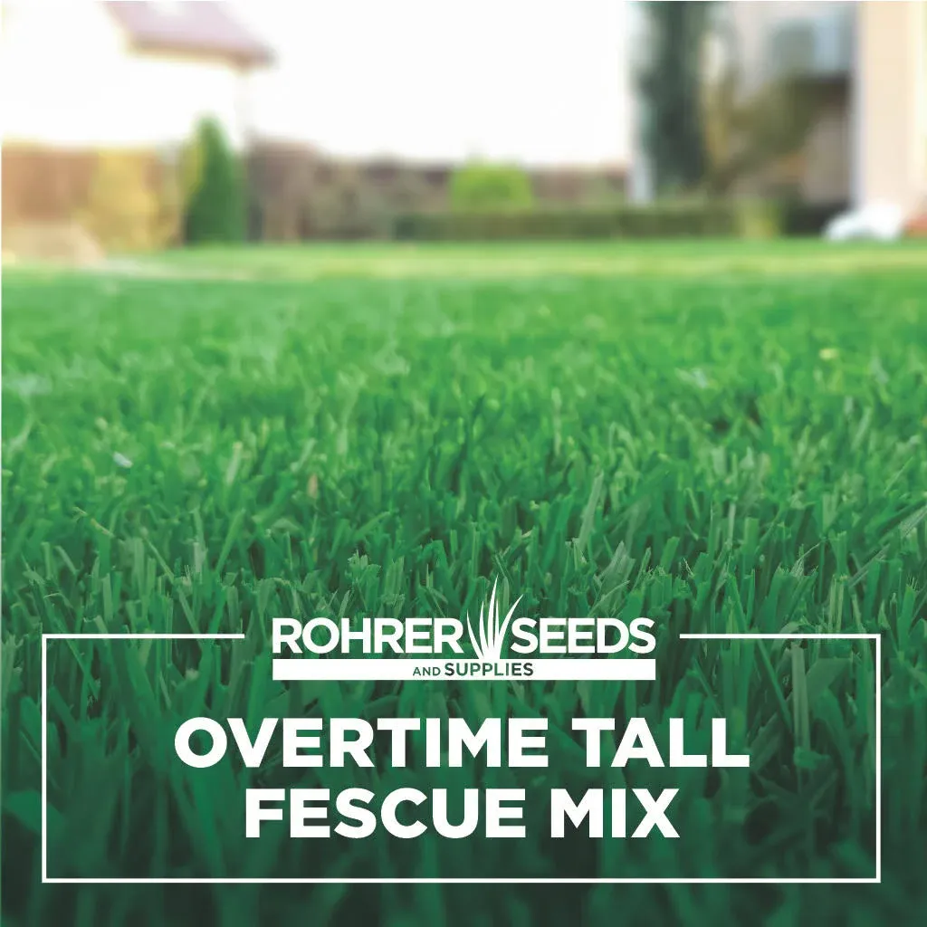 Overtime Tall Fescue Grass Seed