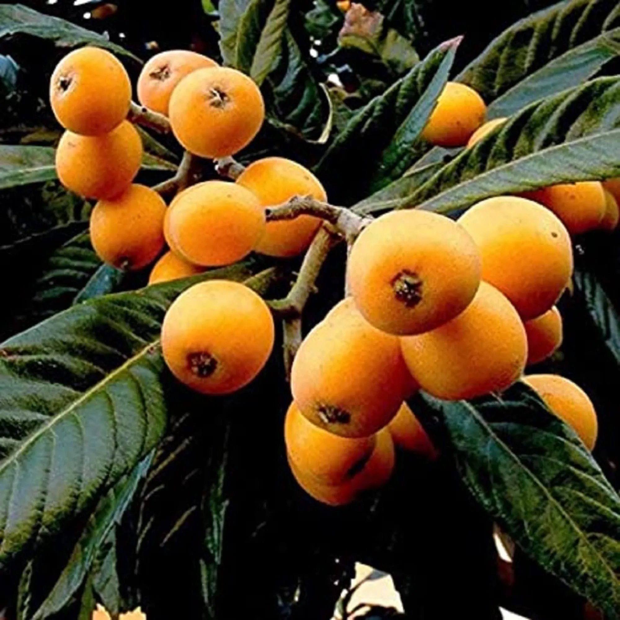 CHUXAY Garden 10 Loquat Fruit Seeds Japanese Plumchinese Plumchina Pipa Evergreen ...