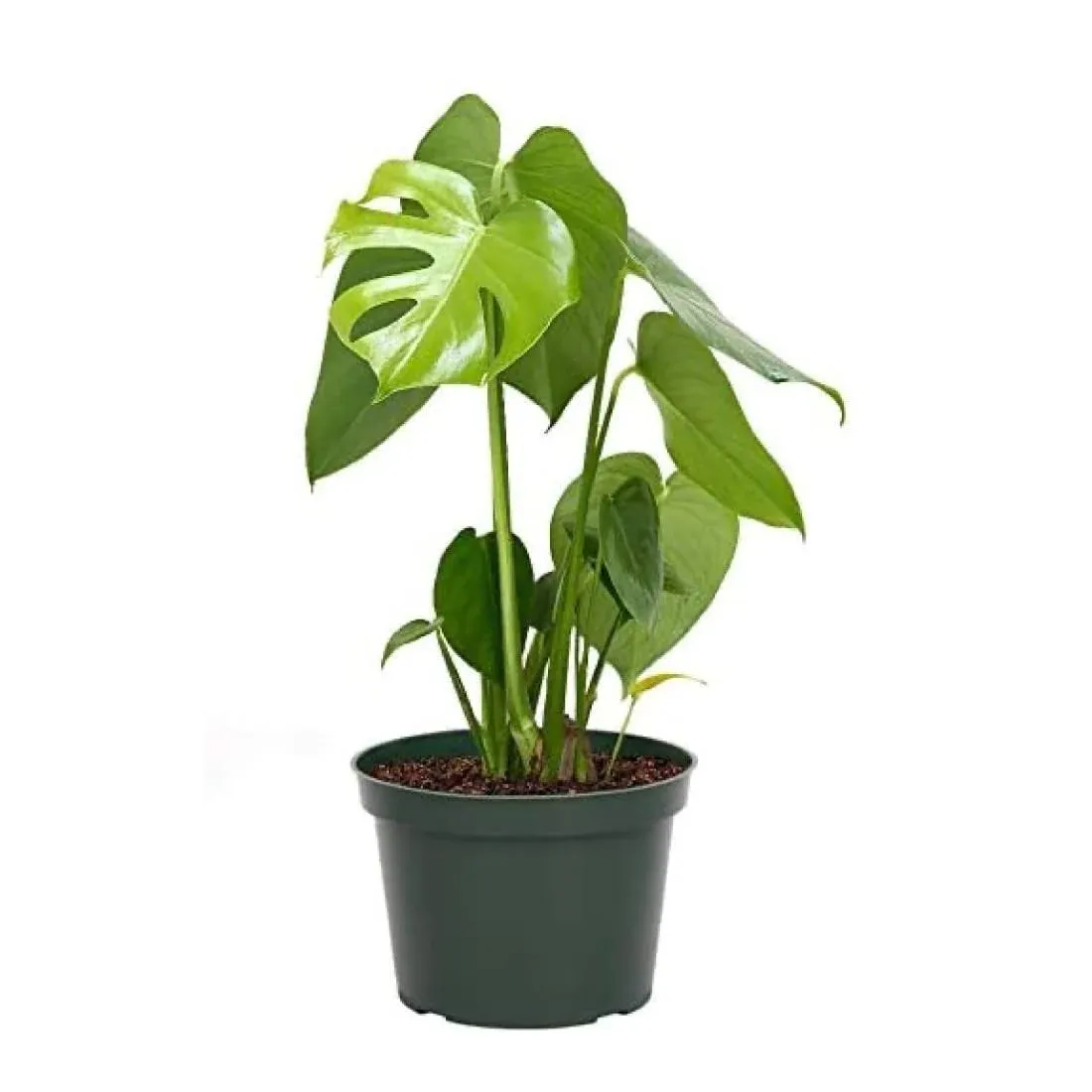 American Plant Exchange Monstera Deliciosa - Large Split Leaves, Air-Purifying ...