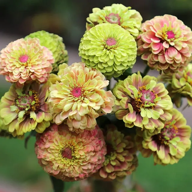 Zinnia Queeny Lime with Blotch Seed Raw / 250 Seeds / Untreated